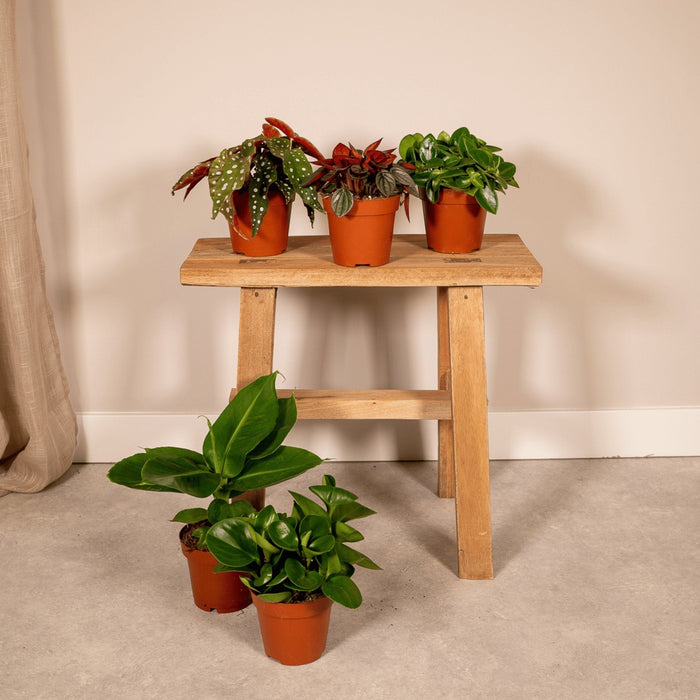 Surprise Box - Stueplanter