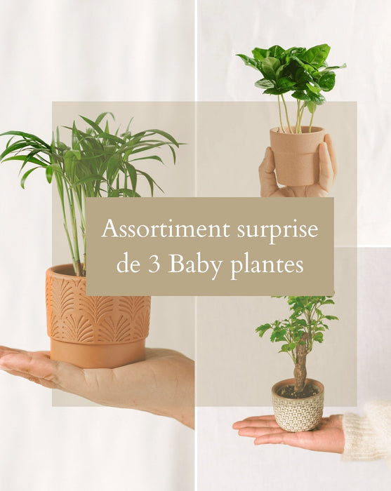 Surprise Box - Stueplanter