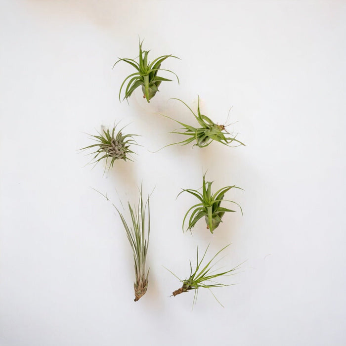 Tillandsia Box - Sæt Med 10 Planter, Air Plant