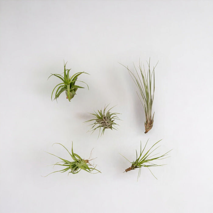 Tillandsia Box - Sæt Med 5 Planter, Air Plant