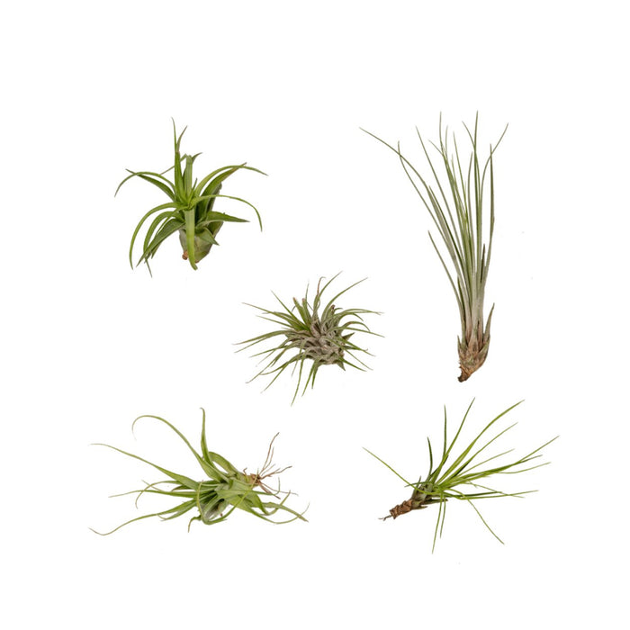 Tillandsia Box - Sæt Med 5 Planter, Air Plant