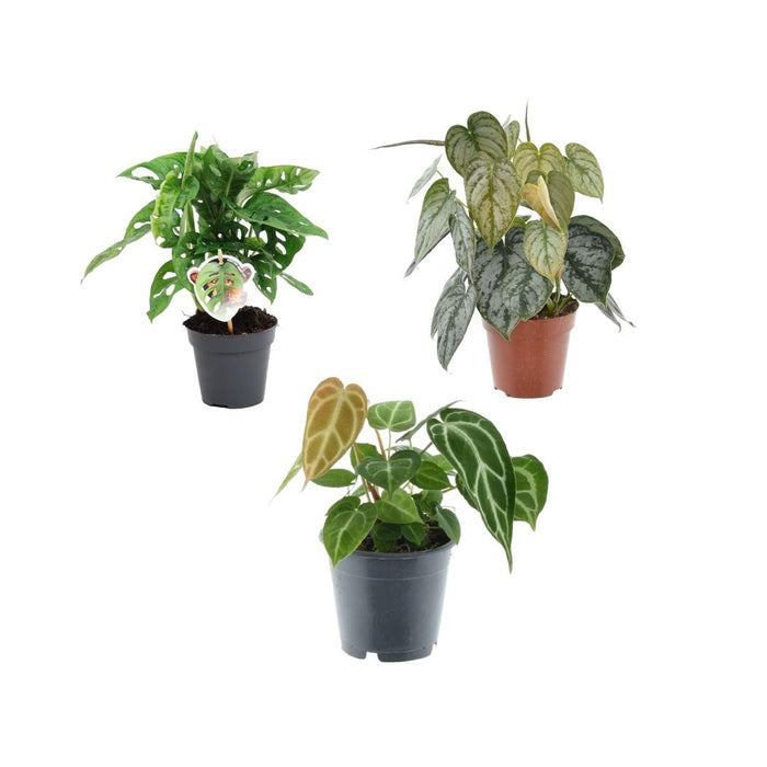 Sjældne Planter Trio Box H25Cm