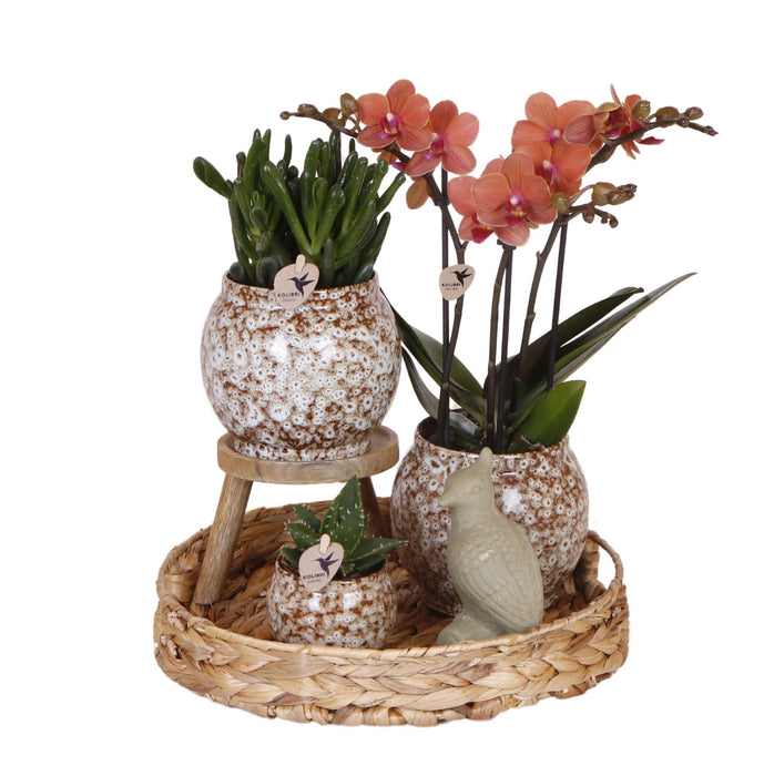 Utæmmet Naturæske: Phalaenopsis Orkidé Og Sukkulente Planter