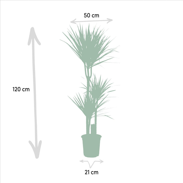 Yucca, Dracaena Æske - Sæt Med 2 Planter