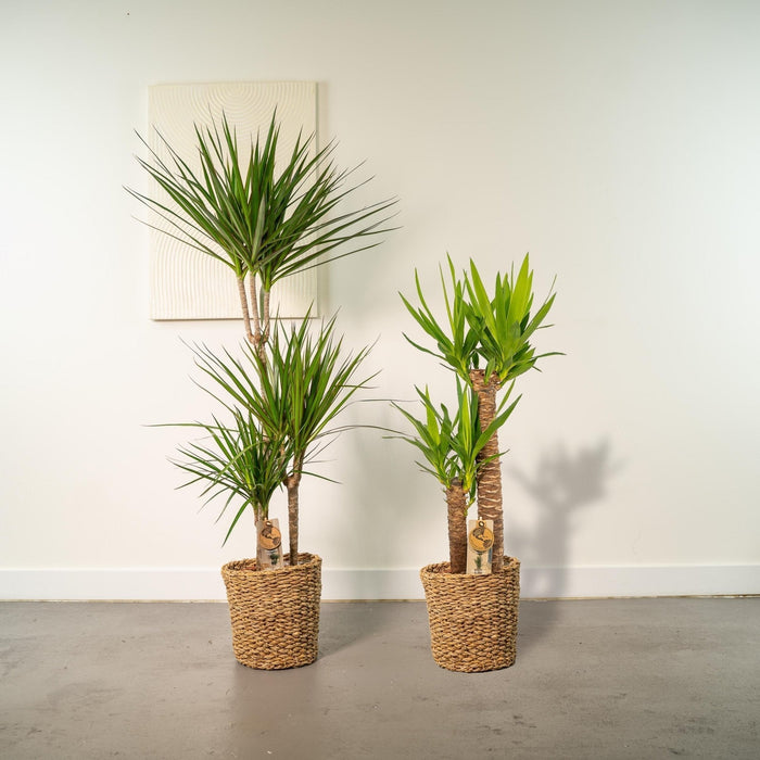 Yucca, Dracaena Æske - Sæt Med 2 Planter