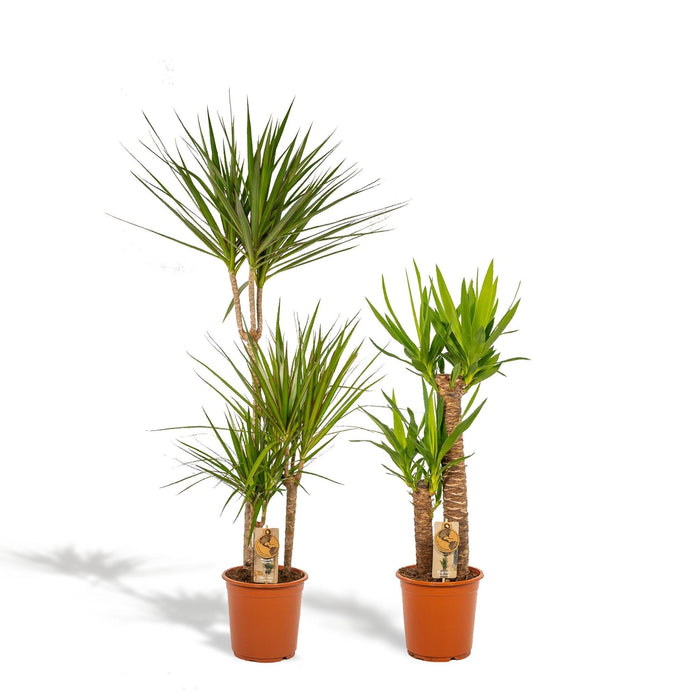 Yucca, Dracaena Æske - Sæt Med 2 Planter