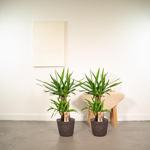 Yucca Æske - Sæt Med 2 Planter, H90Cm