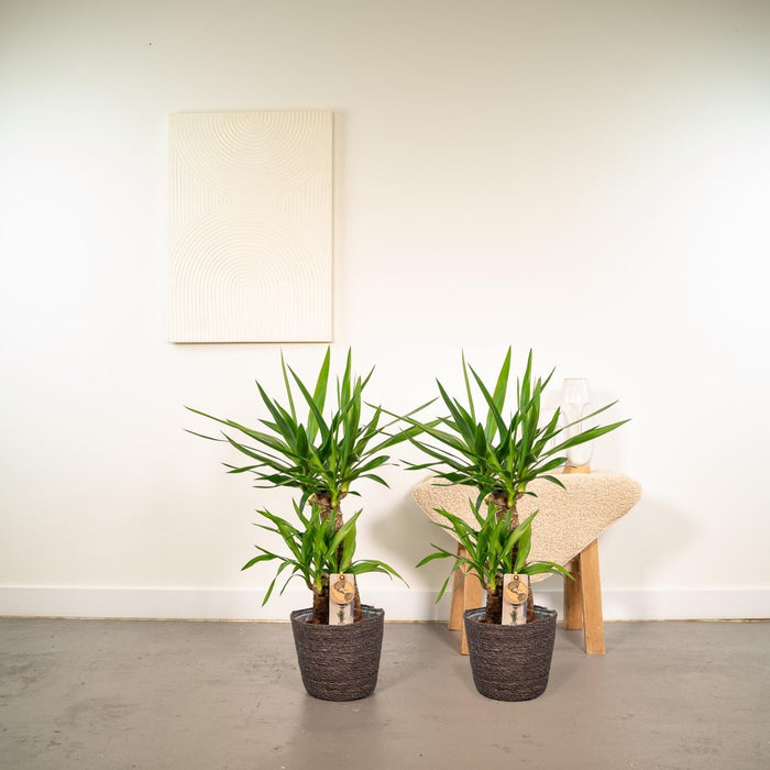 Yucca Æske - Sæt Med 2 Planter, H90Cm