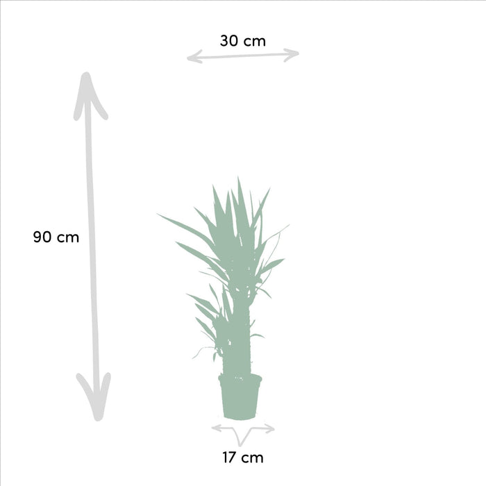 Yucca Æske - Sæt Med 2 Planter, H90Cm