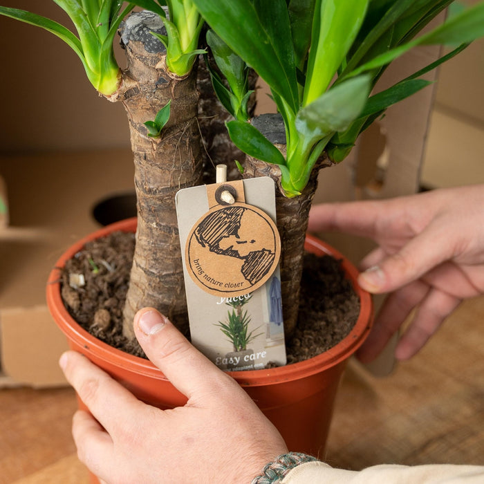 Yucca Æske - Sæt Med 2 Planter, H90Cm