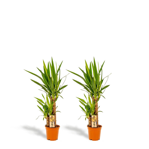 Yucca Æske - Sæt Med 2 Planter, H90Cm