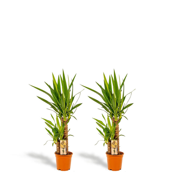 Yucca Æske - Sæt Med 2 Planter, H90Cm