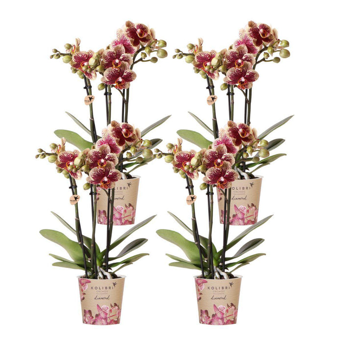 Combi Deal 2 Phalaenopsis Rød Og Gul - Spanien - Blomstrende Plante
