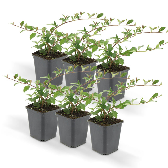 Cotoneaster Dammeri - Sæt Med 6 Stk