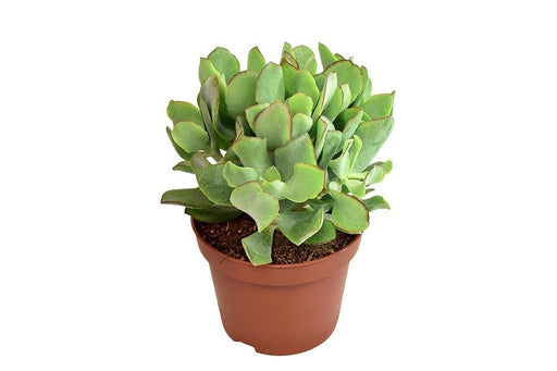 Crassula Arborescens Undilatifolia - Indendørs Sukkulentplante