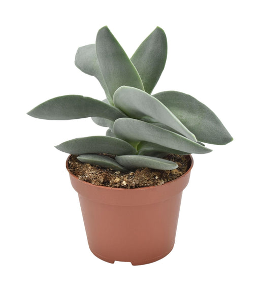 Crassula Boomerang H15Cm - Indendørs Sukkulentplante