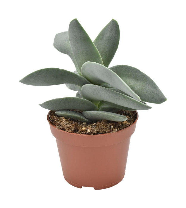 Crassula Boomerang H15Cm - Indendørs Sukkulentplante