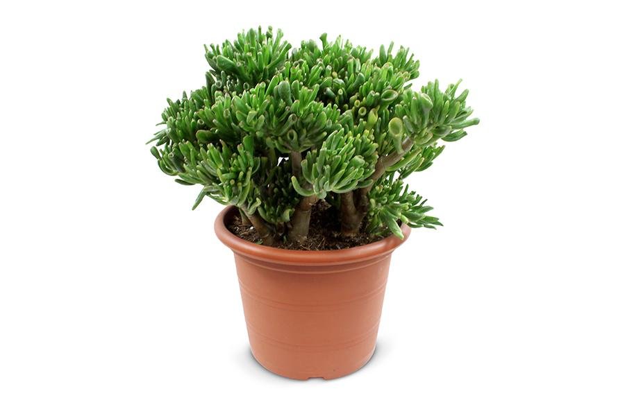 Crassula Hobbit - Indendørs Sukkulentplante