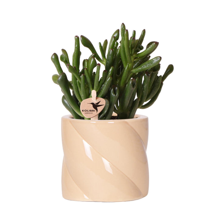 Crassula Hobbit + Pot Candy Lilac - Blomstrende Stueplante