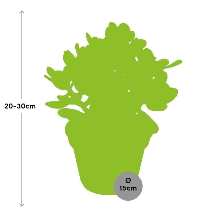 Crassula Ovata Convoluta H21Cm - Indendørs Sukkulentplante