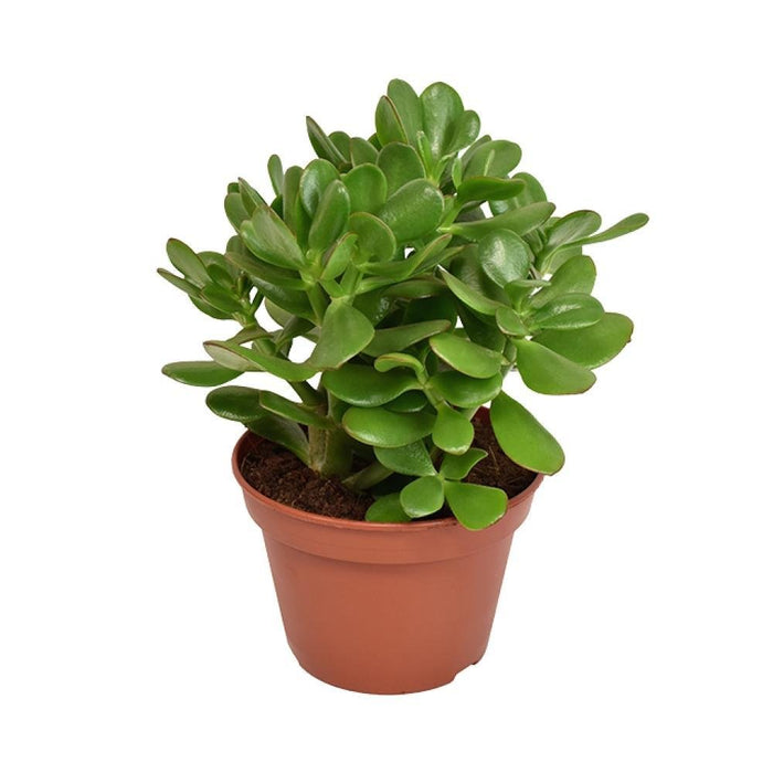 Crassula Ovata Convoluta H21Cm - Indendørs Sukkulentplante