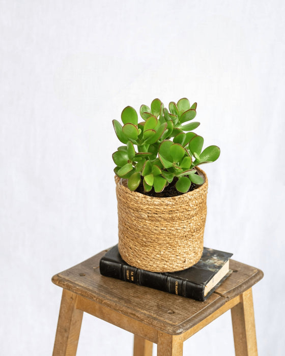 Crassula Ovata H15Cm - Indendørs Sukkulentplante