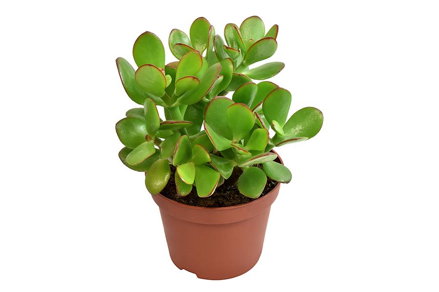Crassula Ovata H15Cm - Indendørs Sukkulentplante
