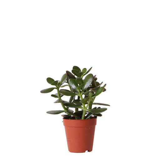 Crassula Ovata H20Cm - Indendørs Sukkulentplante