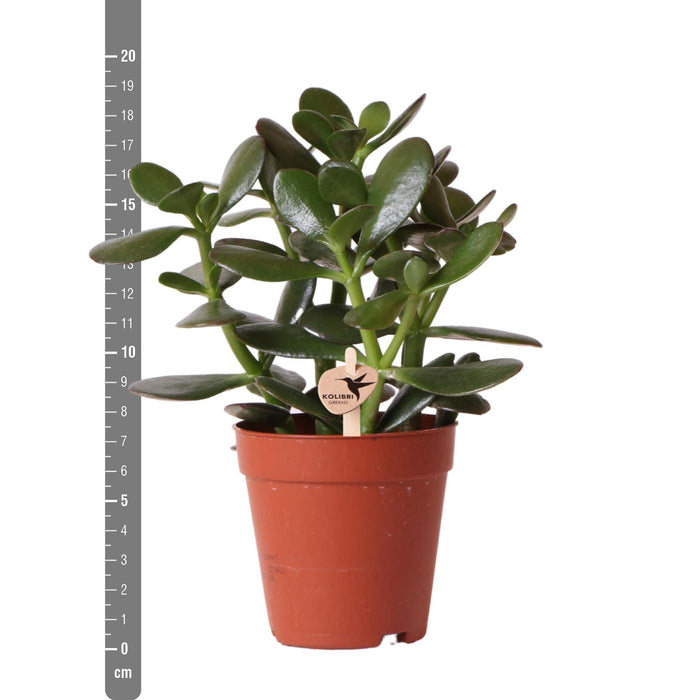 Crassula Ovata H20Cm - Indendørs Sukkulentplante