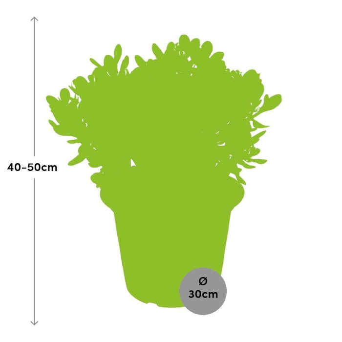 Crassula Ovata H50Cm - Indendørs Sukkulentplante