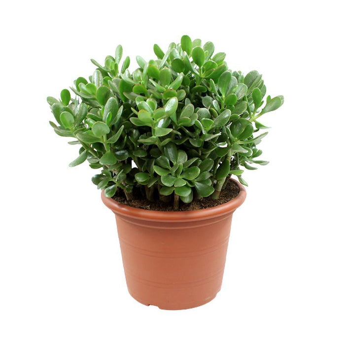 Crassula Ovata H50Cm - Indendørs Sukkulentplante