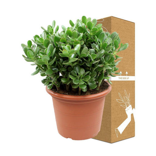 Crassula Ovata H50Cm - Indendørs Sukkulentplante