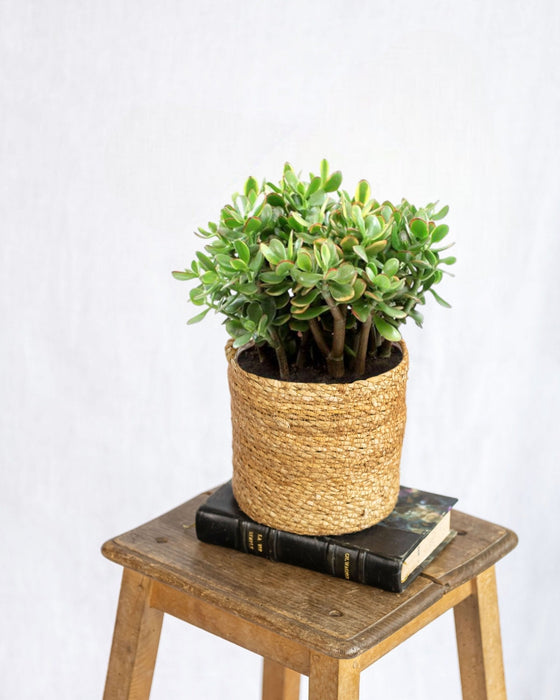 Crassula Sunset - Indendørs Sukkulentplante