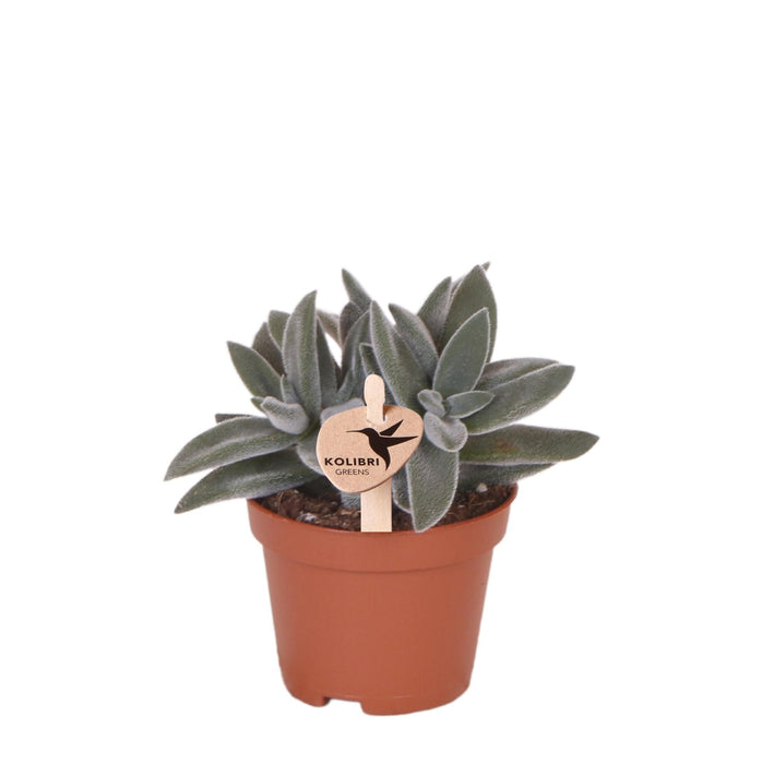 Crassula Tarantula | Sukkulent Stueplante
