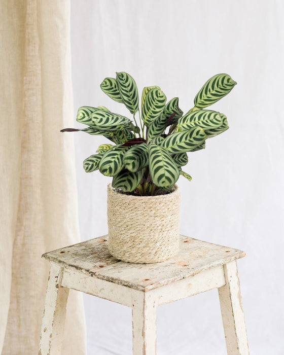 Ctenanthe Lovable - H14Cm, Ø14Cm - Indendørs Plante