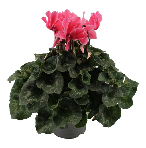 Bleg Pink Cyclamen - Balkonblomstrende Plante