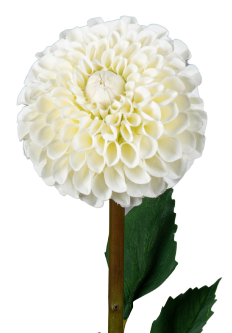 Kunstig Dahlia Stængel 96Cm Creme Blomsterdekoration