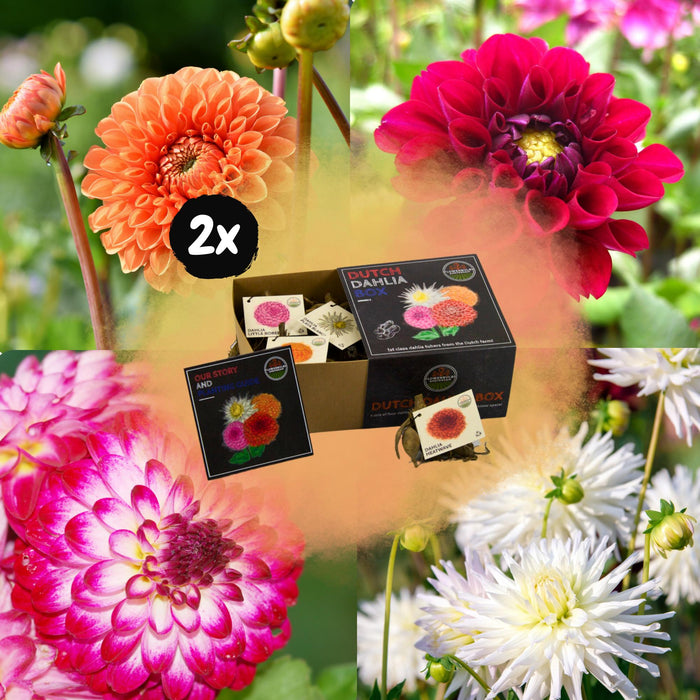 Dahlia-Løg - 2 Mellemstore Æsker Med Luksus 2 X 4 Hollandske Georginer