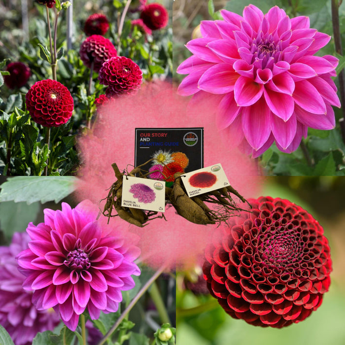 Dahlia-Løg - Bland Gerard'S Darlings, Natal & Blue Bell, 2 Stk