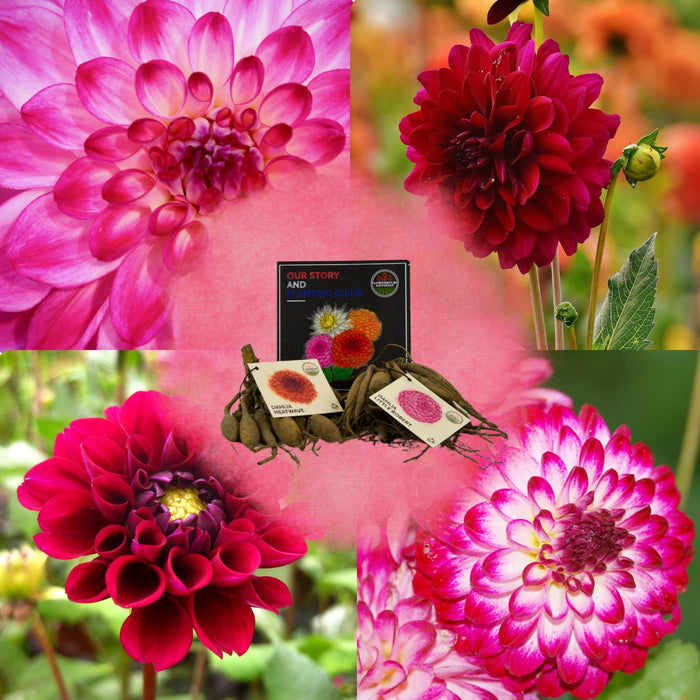 Dahlia-Løg - Mix Happiness, Little Robert & Heatwave, 2 Stk