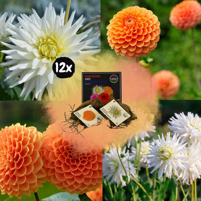 Dahlia-Løg - Bland Orange Pride, Dahlia Playa Blanca & Dahlia Ralphie, 12 Stk.