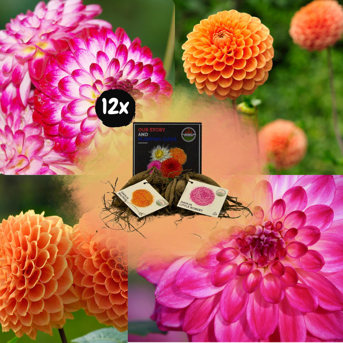 Dahlia Pærer - Bland Pompon Splash, Dahlia Little Robert & Dahlia Ralphie, 12 Stk.