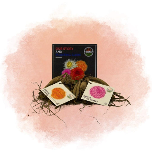 Dahlia Pærer - Bland Pompon Splash, Dahlia Little Robert & Dahlia Ralphie, 12 Stk.