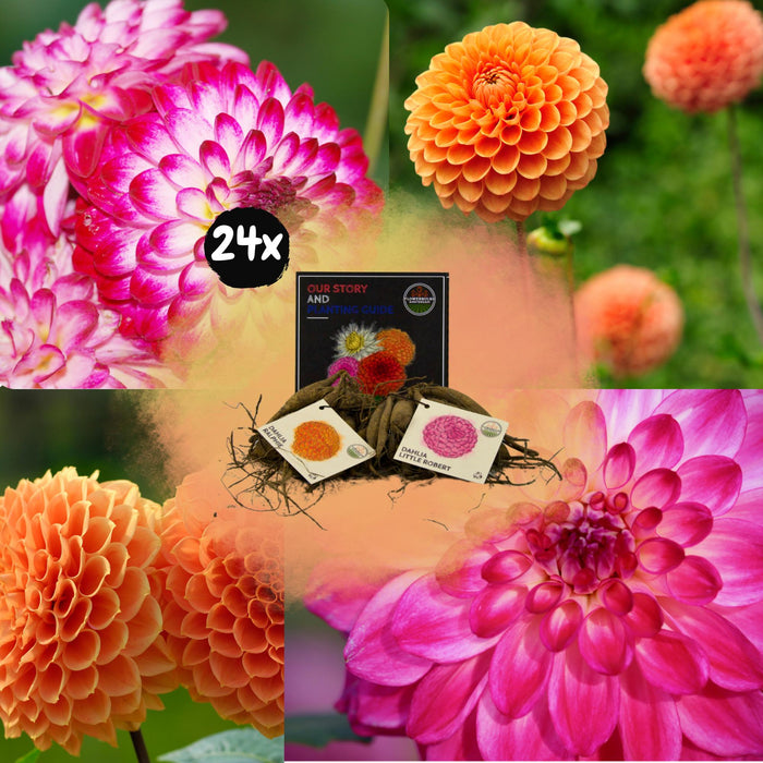Dahlia Pærer - Bland Pompon Splash, Dahlia Little Robert & Dahlia Ralphie, 24 Stk.