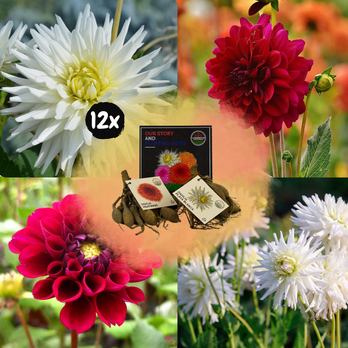 Dahlia-Løg - Bland Romantiske Skønheder, Playa Blanca & Heatwave, 12 Stk.