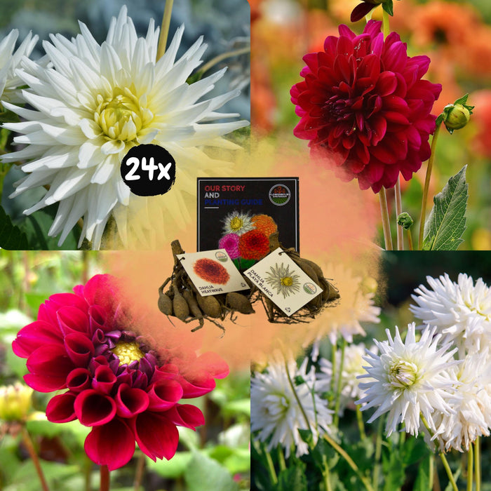 Dahlia-Løg - Bland Romantiske Skønheder, Playa Blanca & Heatwave, 24 Stykker
