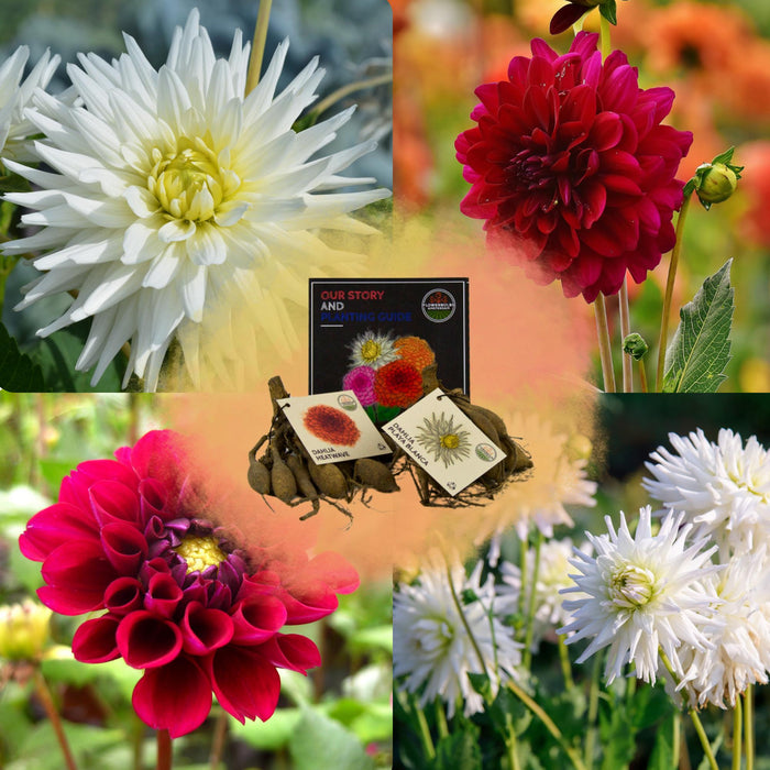 Dahlia - Mix Box 2 X Bulbs Romantic Beautys, Playa Blanca & Heatwave