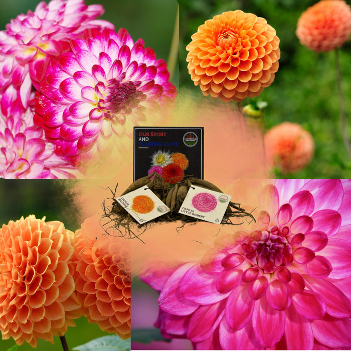 Dahlia - Æske Med Blandingsløg 2 X Pompon Splash, Little Robert & Ralphie