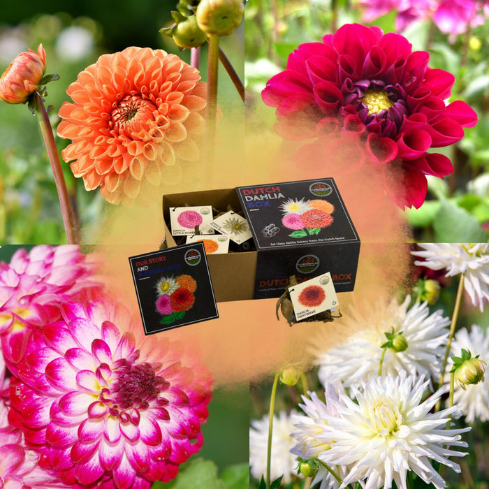 Dahlia - Medium Luxury Box X 4 Partier