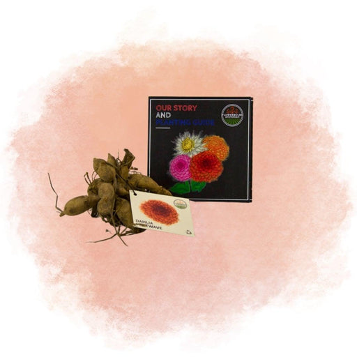 Dahlia Heatwave Store Mørkerøde Blomster - Æske Med 12 Løg